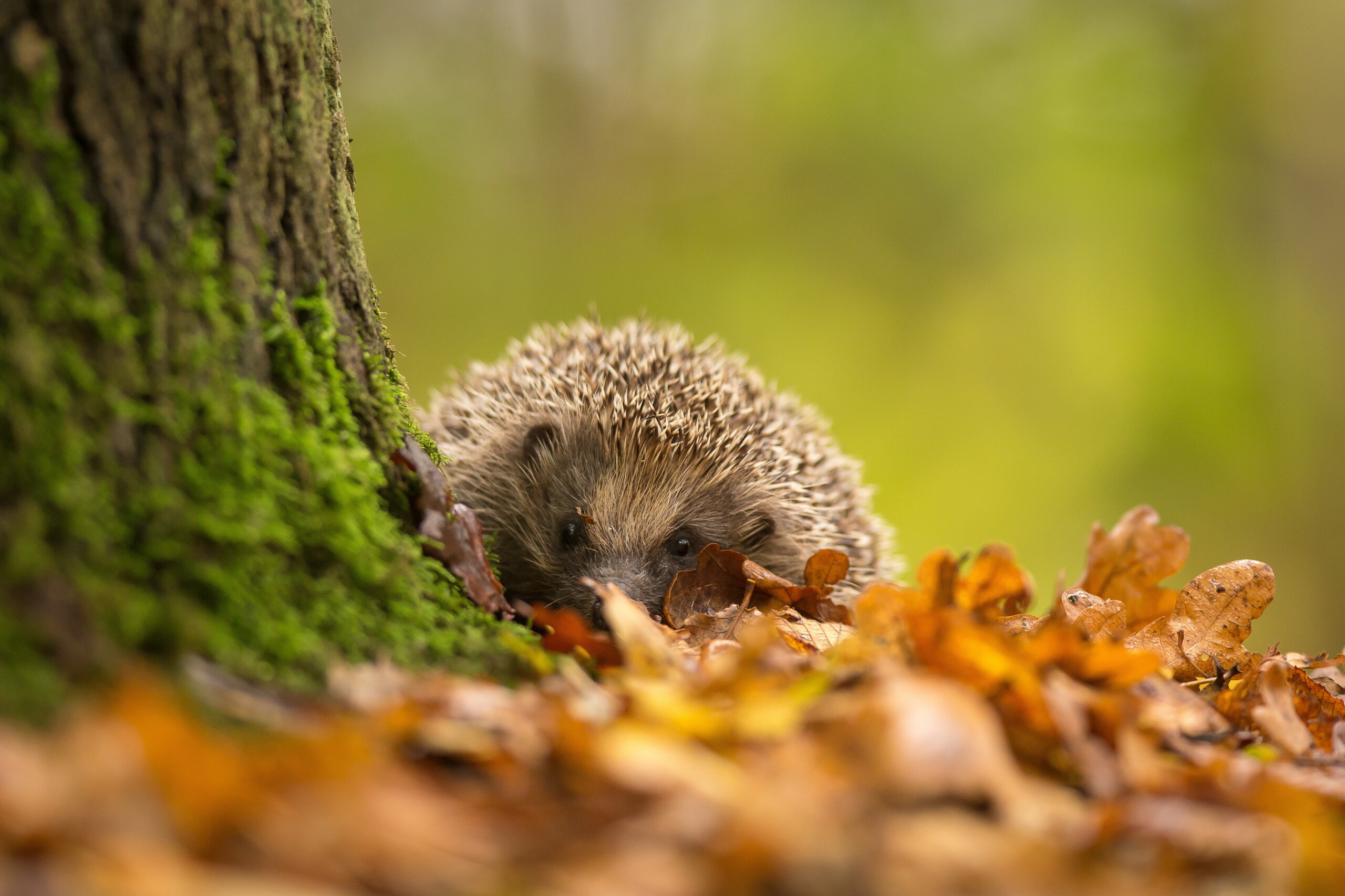 Ein Igel mit braunem Fell und dichtem Stachelkleid sitzt zwischen orangebraunem Herbstlaub am Fuß eines moosbewachsenen Baumstamms. Er blickt direkt in die Kamera. Der unscharfe, grünliche Hintergrund und das warme Licht verleihen der herbstlichen Waldszene eine ruhige, natürliche Atmosphäre.