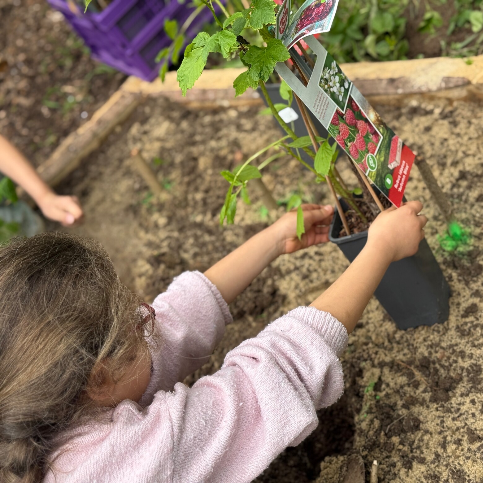Schulgarten verbindet Klimaschutz und Bildung